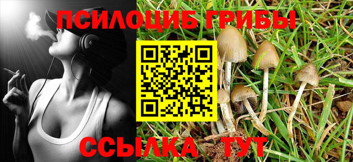 Псилоцибиновые грибы Psilocybine cubensis Губкинский